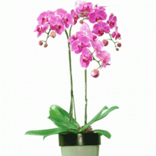 Purple Orchid Planter