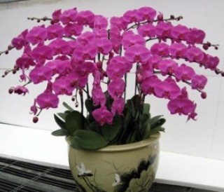 Purple Orchid Planter