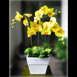 Golden Orchid Planter