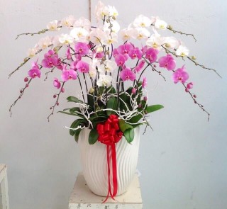 Phalaenopsis orchids multicolor