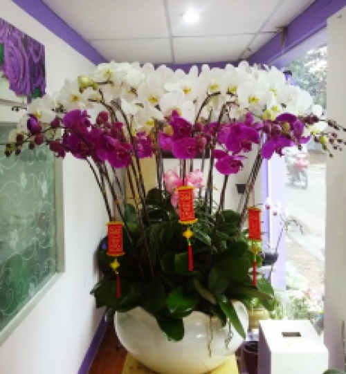 Phalaenopsis orchids multicolor