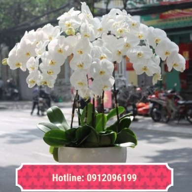 Flowers In Binh Duong