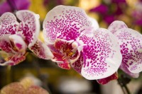 Orchid Multiple Colors